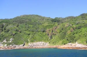 Interesting Facts about Snake Island in Brazil That You Might Not Know